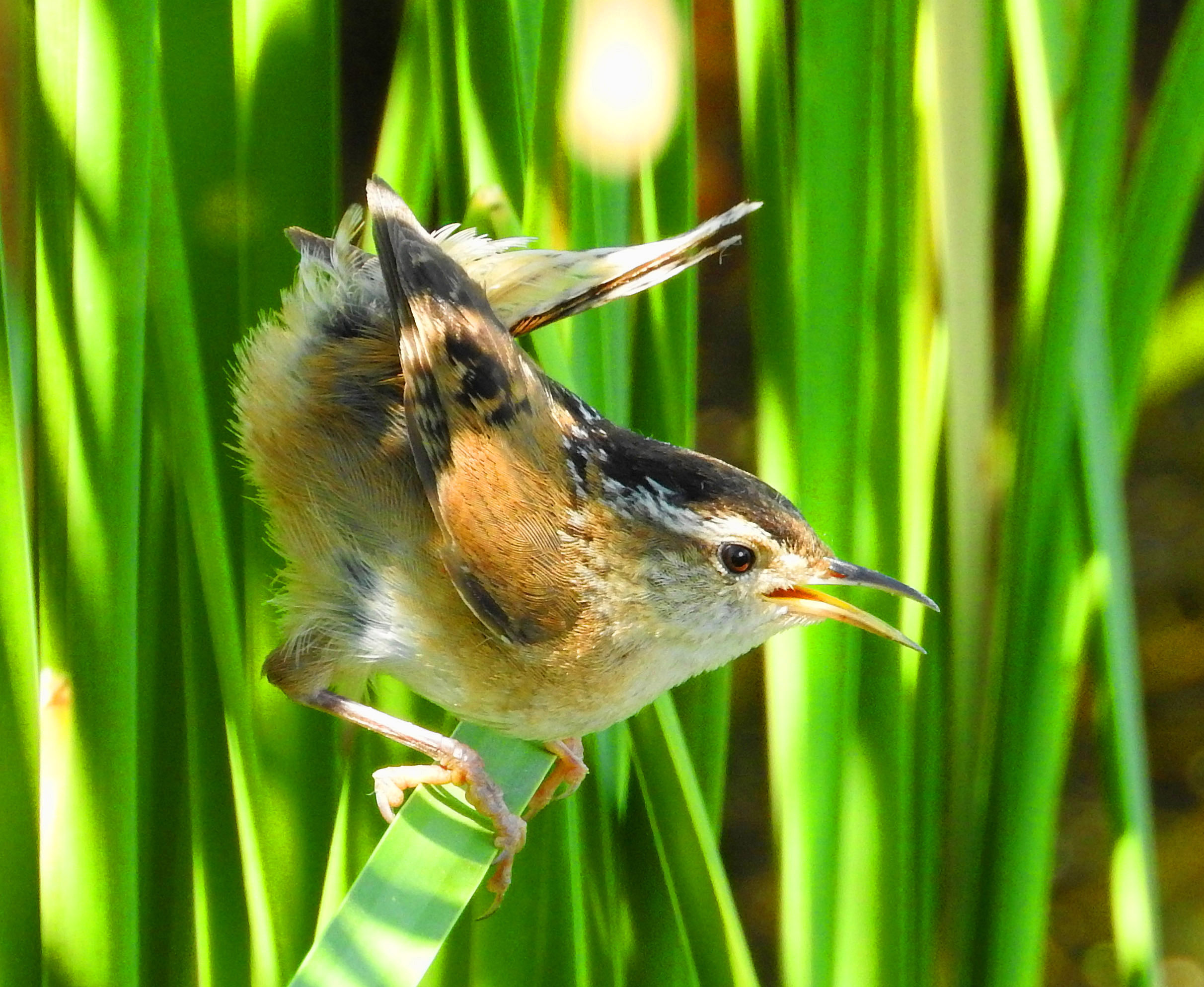 Marsh Wren